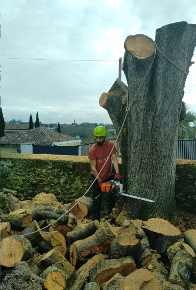 Abattage/ démontage